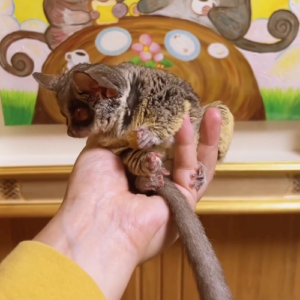 Galago kaufen österreich