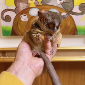 Galago kaufen schweiz
