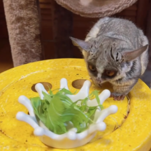 Senegal galago kaufen