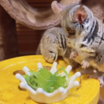 Galago kaufen deutschland
