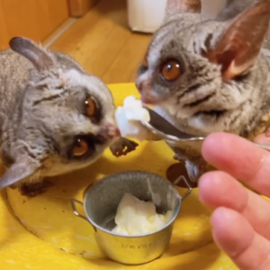 Senegal Galago kaufen