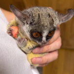 Senegal Galago kaufen Deutschland