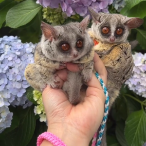 Galagos kaufen Schweiz